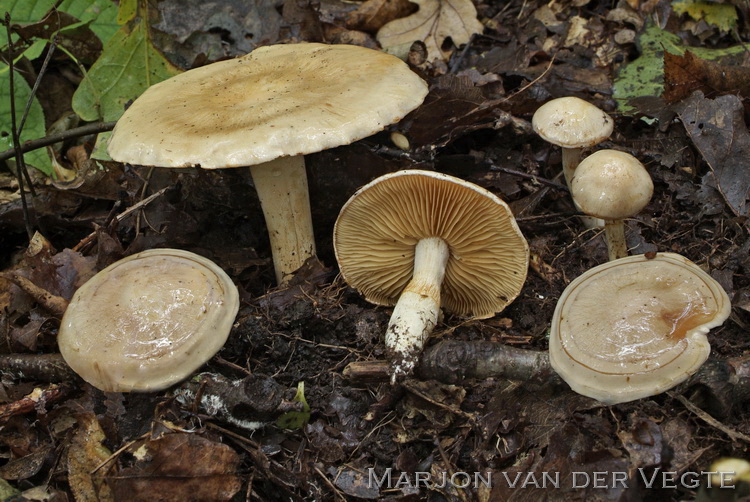 Berijpte galgordijnzwam - Cortinarius leucoluteolus